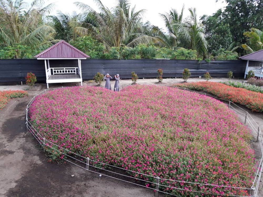 10 Potret Taman Bunga Celosia Instagramable di Aceh