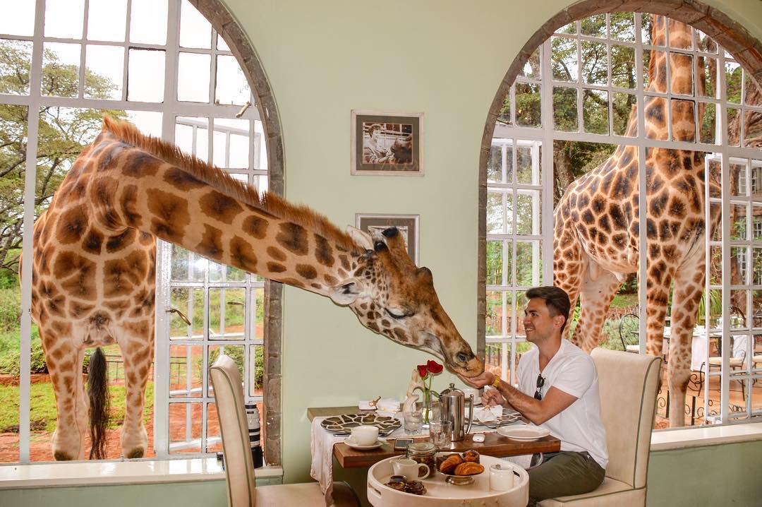 Жираф рядом с человеком фото