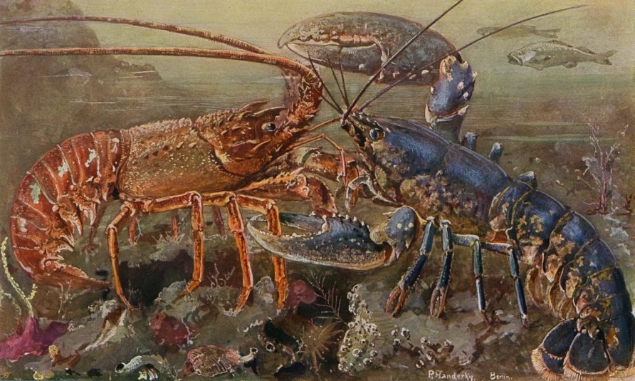 Manfaat Makan Lobster Bagi Kesehatan